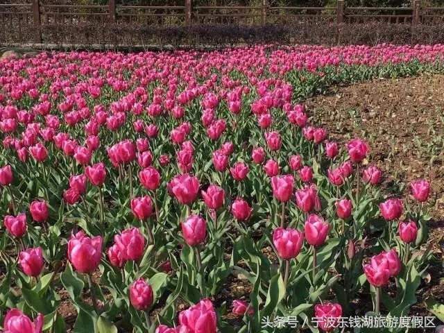 花讯播报 泡汤 赏花 SPA 住房间，只在南苑花博园！